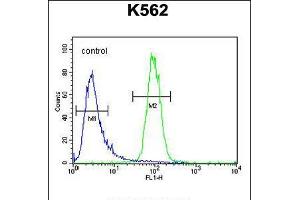 Flow cytometric analysis of K562 cells (right histogram) compared to a negative control cell (left histogram). (DPY19L1 anticorps  (C-Term))