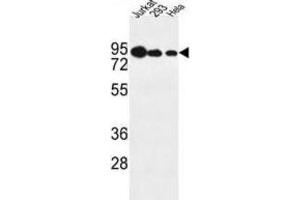 Western Blotting (WB) image for anti-Nucleolar Protein 9 (NOL9) antibody (ABIN3004375) (NOL9 anticorps)