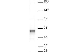 Sox11 antibody (pAb) tested by Western blot.