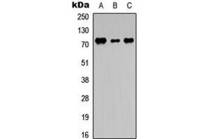 Western blot analysis of DDX3Y expression in THP1 (A), NS-1 (B), PC12 (C) whole cell lysates. (DDX3Y anticorps  (N-Term))