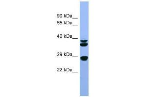 Fgf3 antibody used at 0. (FGF3 anticorps  (C-Term))