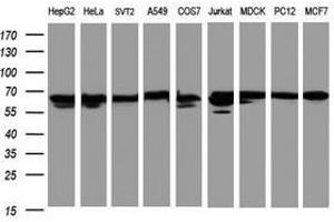 Image no. 2 for anti-Heat Shock 60kDa Protein 1 (Chaperonin) (HSPD1) antibody (ABIN1498530) (HSPD1 anticorps)