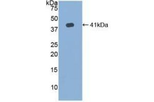 Detection of Recombinant HJV, Human using Polyclonal Antibody to Hemojuvelin (HJV) (HFE2 anticorps  (AA 41-386))