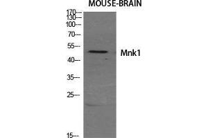 Western Blot (WB) analysis of specific cells using Mnk1 Polyclonal Antibody. (MKNK1 anticorps  (Internal Region))