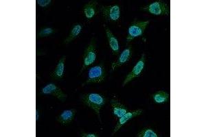 Immunofluorescent analysis of BCL2 staining in Hela cells.