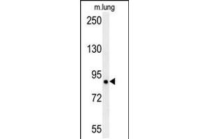 Western blot analysis in mouse lung tissue lysates (15ug/lane). (LRRC4B anticorps  (N-Term))