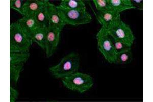 Immunofluorescence (IF) image for anti-Structure Specific Recognition Protein 1 (SSRP1) antibody (ABIN2666368)