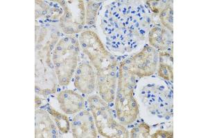 Immunohistochemistry of paraffin-embedded rat kidney using GFER antibody (ABIN5973176) at dilution of 1/100 (40x lens). (GFER anticorps)