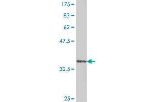 Western Blot detection against Immunogen (33.