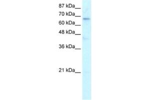 Western Blotting (WB) image for anti-Hairless (HR) antibody (ABIN2460609) (Hairless anticorps)