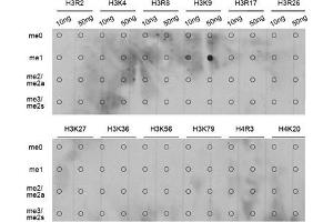 Dot Blot (DB) image for anti-Histone H3 (H3) (H3K9me) antibody (ABIN3023257)