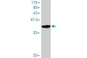 Western Blot detection against Immunogen (36.