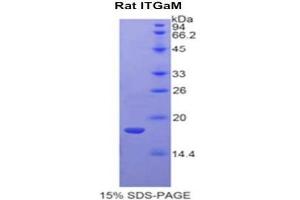 SDS-PAGE (SDS) image for Integrin alpha M (ITGAM) (AA 31-160) protein (His tag) (ABIN1877299)