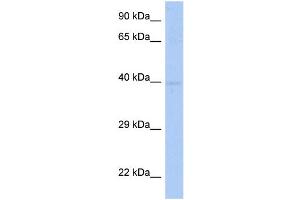 WB Suggested Anti-SDF4 Antibody Titration:  0. (SDF4 anticorps  (Middle Region))