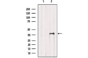Western blot analysis of extracts from Mouse brain, using TIAL1 Antibody. (TIAL1 anticorps  (Internal Region))
