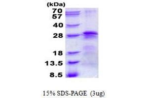 Image no. 1 for Basic Transcription Factor 3 (BTF3) protein (His tag) (ABIN6387098) (BTF3 Protein (His tag))