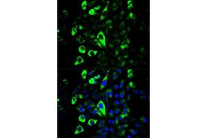 Immunofluorescence analysis of U2OS cells using GZMB antibody. (GZMB anticorps  (AA 148-247))