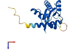 Growth Arrest and DNA-Damage-Inducible, gamma (GADD45G) (AA 1-159) protein (His tag)
