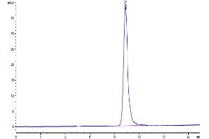 The purity of Human Coagulation Factor III is greater than 95 % as determined by SEC-HPLC.