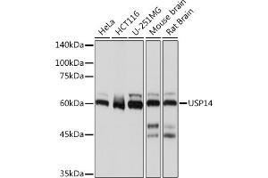 Western blot analysis of extracts of various cell lines, using USP14 Rabbit mAb (ABIN7271143) at 1:1000 dilution. (USP14 anticorps)