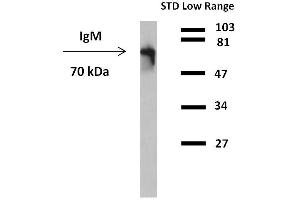 Western blotting detection (reducing conditions) of IgM in human plasma using anti-human IgM (CH2) peroxidase conjugate. (Souris anti-Humain IgM Anticorps (HRP))