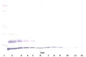 Image no. 1 for anti-Chemokine (C-C Motif) Ligand 15 (CCL15) antibody (Biotin) (ABIN465724)