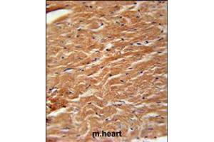 COPZ2 Antibody immunohistochemistry analysis in formalin fixed and paraffin embedded mouse heart tissue followed by peroxidase conjugation of the secondary antibody and DAB staining. (COPZ2 anticorps  (C-Term))