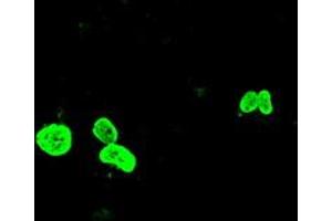 Anti-FOXA1 mouse monoclonal antibody (ABIN2452239) immunofluorescent staining of COS7 cells transiently transfected by pCMV6-ENTRY FOXA1 (RC206045). (FOXA1 anticorps  (AA 1-473))