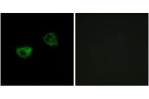 Immunofluorescence (IF) image for anti-Melatonin Receptor 1A (MTNR1A) (AA 191-240) antibody (ABIN2890902) (Melatonin Receptor 1A anticorps  (AA 191-240))