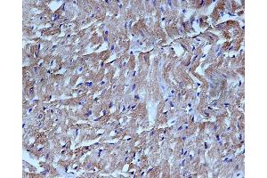 ABIN6276298 at 1/200 staining rat heart tissue sections by IHC-P.