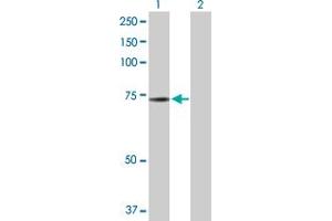 Western Blot analysis of NRBP1 expression in transfected 293T cell line by NRBP1 MaxPab polyclonal antibody. (NRBP1 anticorps  (AA 1-535))