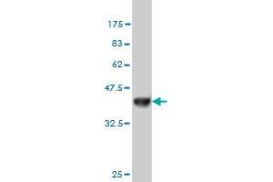 Western Blot detection against Immunogen (36. (NDST3 anticorps  (AA 162-259))