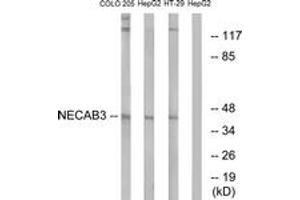 Western blot analysis of extracts from HepG2/COLO/HT-29 cells, using NECAB3 Antibody. (NECAB3 anticorps  (AA 321-370))
