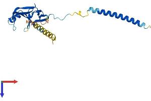 AlphaFold protein structure predicition of Mouse Recombinant Mis18a Protein, UniprotID Q9CZJ6