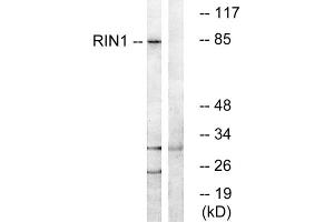 Western blot analysis of extracts from K562 cells, using RIN1 antibody. (RIN1 anticorps  (C-Term))
