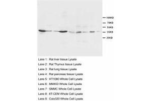 Image no. 1 for anti-Hematopoietically Expressed Homeobox (HHEX) (AA 24-39) antibody (ABIN1495424) (HHEX anticorps  (AA 24-39))