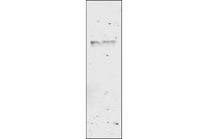 Image no. 1 for anti-Glutathione S Transferase (GST) antibody (ABIN226631) (GST anticorps)