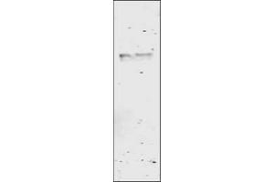 Image no. 1 for anti-Glutathione S Transferase (GST) antibody (ABIN226631) (GST anticorps)