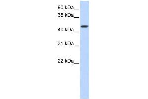 SULT2B1 antibody used at 1 ug/ml to detect target protein. (SULT2B1 anticorps  (C-Term))