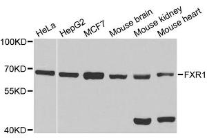 Western blot analysis of extracts of various cell lines, using FXR1 antibody. (FXR1 anticorps  (AA 250-350))