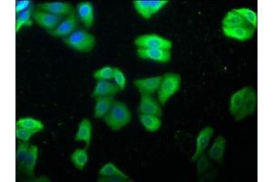 Immunofluorescence staining of HepG2 cells with ABIN7154847 at 1:100, counter-stained with DAPI. (HSPA1L anticorps  (AA 420-641))