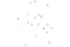 Immunohistochemistry (IHC) image for anti-Interferon-Induced Transmembrane Protein 1 (IFITM1) (Middle Region) antibody (ABIN1030951) (IFITM1 anticorps  (Middle Region))