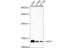 Western blot analysis of extracts of various cell lines, using HINT1 antibody (ABIN7267663) at 1:1000 dilution. (HINT1 anticorps)