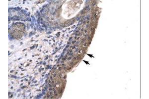 anti-Ring Finger Protein, LIM Domain Interacting (RLIM) (AA 532-581) antibody