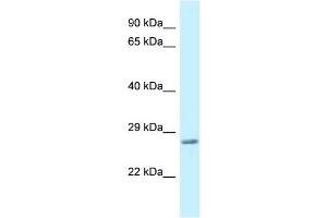 WB Suggested Anti-Vamp7 Antibody   Titration: 1. (VAMP7 anticorps  (C-Term))