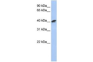Western Blotting (WB) image for anti-Alpha Centractin (ACTR1A) antibody (ABIN2460043) (ACTR1A anticorps)