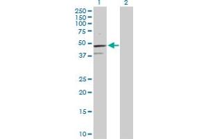 Western Blot analysis of TCF7 expression in transfected 293T cell line by TCF7 MaxPab polyclonal antibody. (TCF7 anticorps  (AA 1-384))