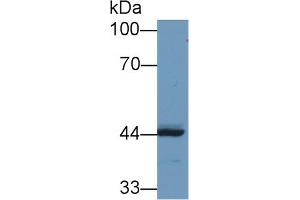 Western Blot; Sample: Human MCF7 cell lysate; Primary Ab: 1µg/ml Rabbit Anti-Human REV1 Antibody Second Ab: 0. (REV1 anticorps  (AA 301-478))