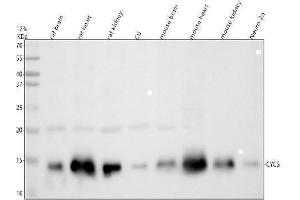 Western blot analysis of Cytochrome C using anti-Cytochrome C antibody (ABIN5518904). (Cytochrome C anticorps  (AA 2-105))