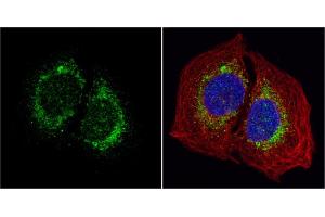 ICC/IF Image HYOU1 antibody [C2C3], C-term detects HYOU1 protein at cytoplasm by immunofluorescent analysis.